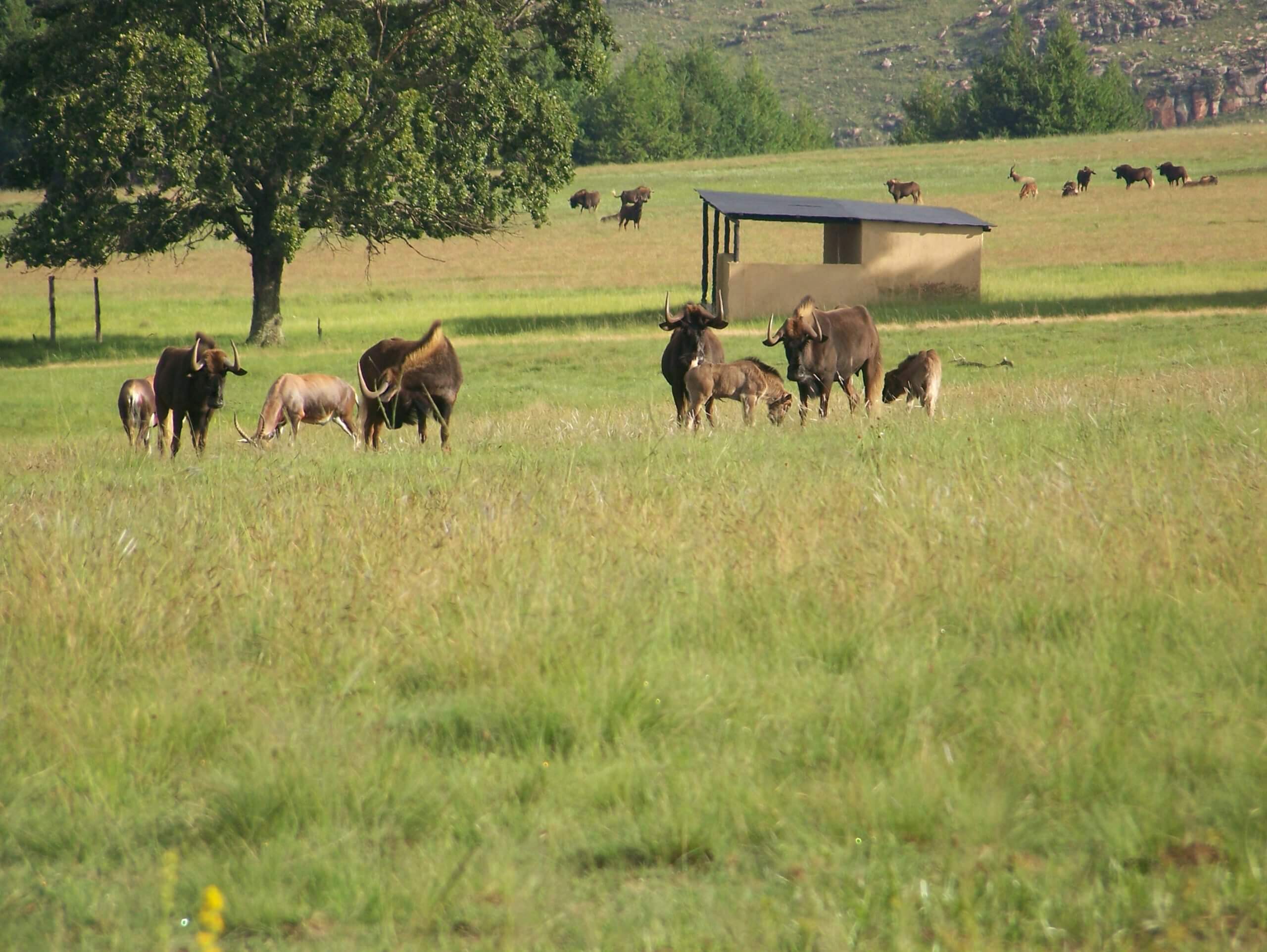 black wildebeest uitvlugt ponds game farm in dullstroom