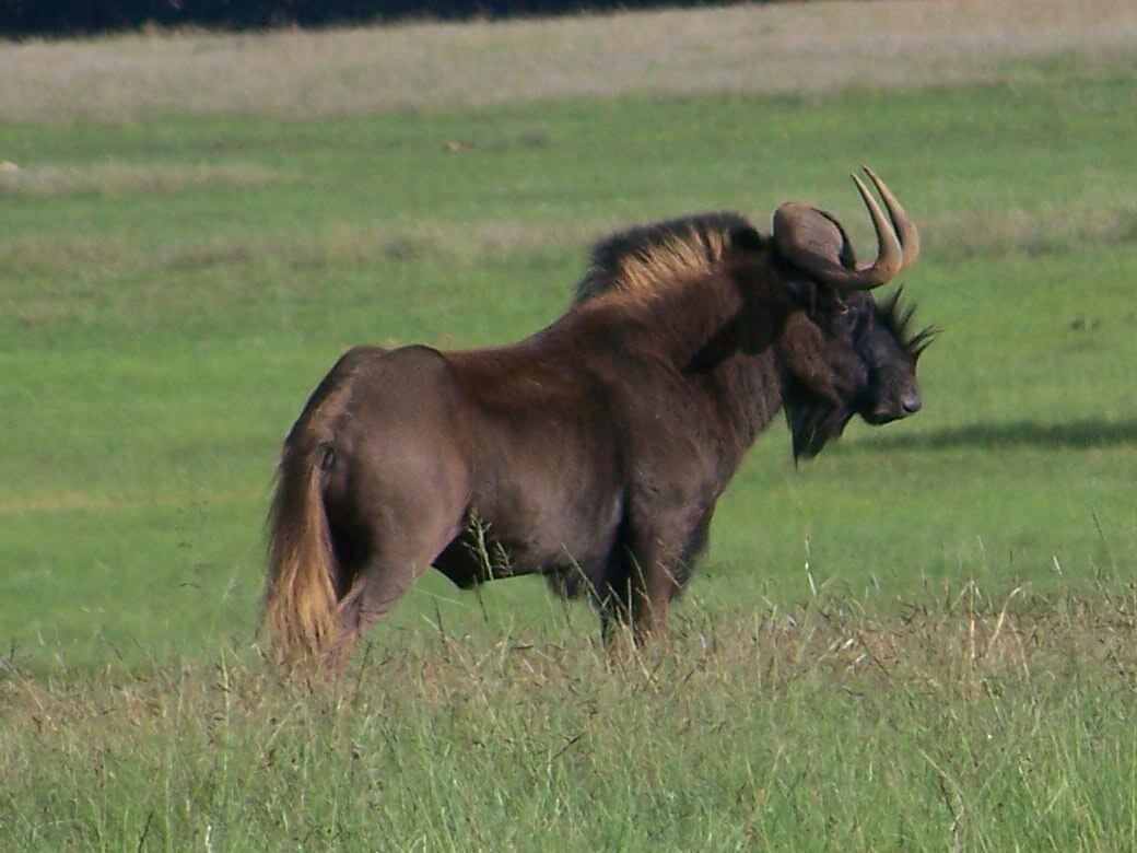 black wildebeest on uitvlugt ponds game farm in dullstroom