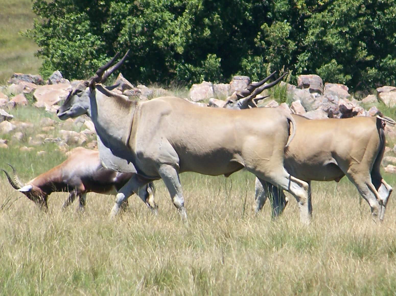 eland on uitvlugt ponds game farm in dullstroom