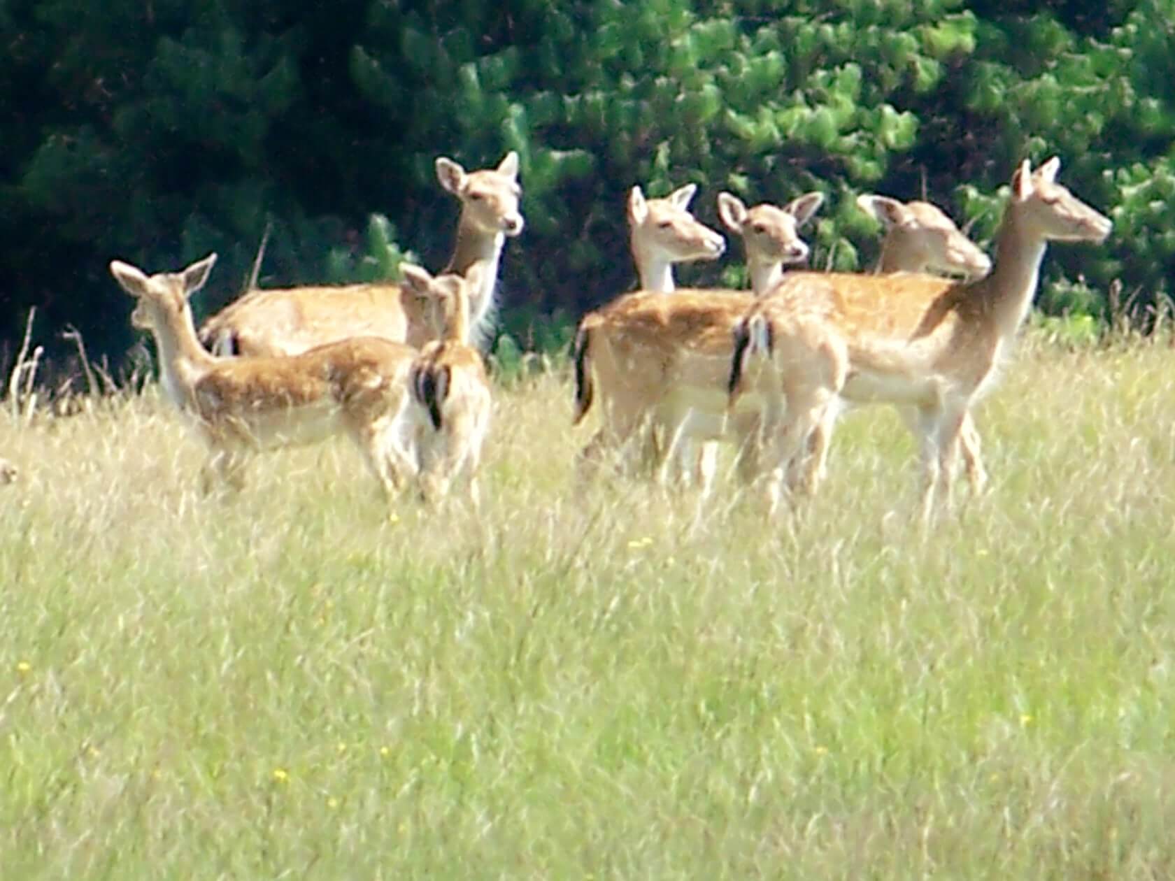 impala on uitvlugt ponds game farm in dullstroom