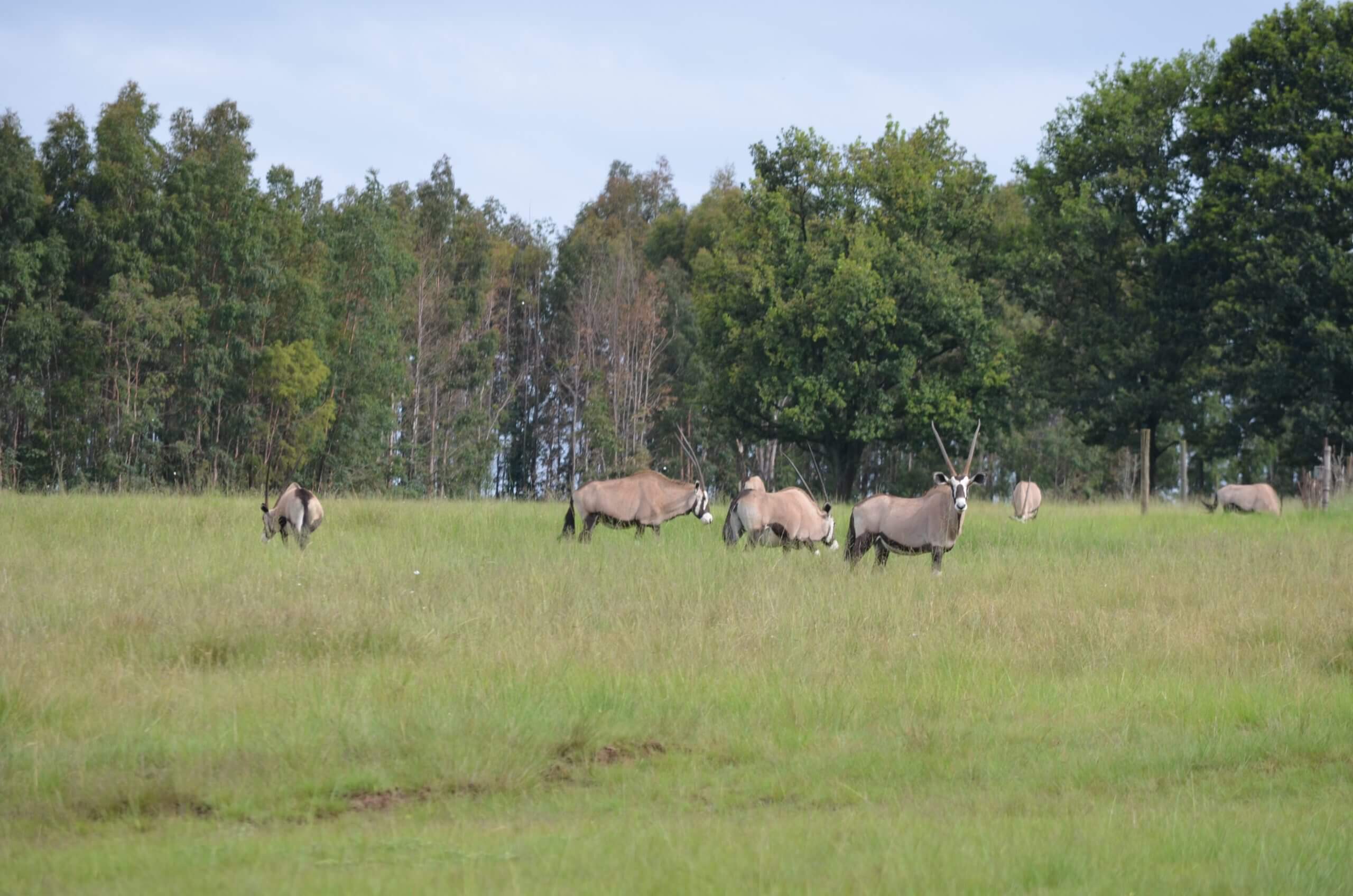 gemsbuck on uitvlugt ponds game farm in dullstroom