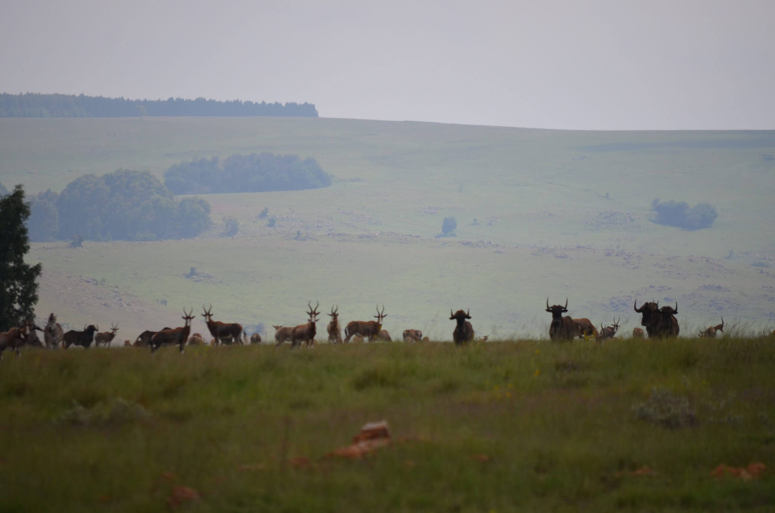 blesbucks and black wildebeest on uitvlugt ponds game farm in dullstroom