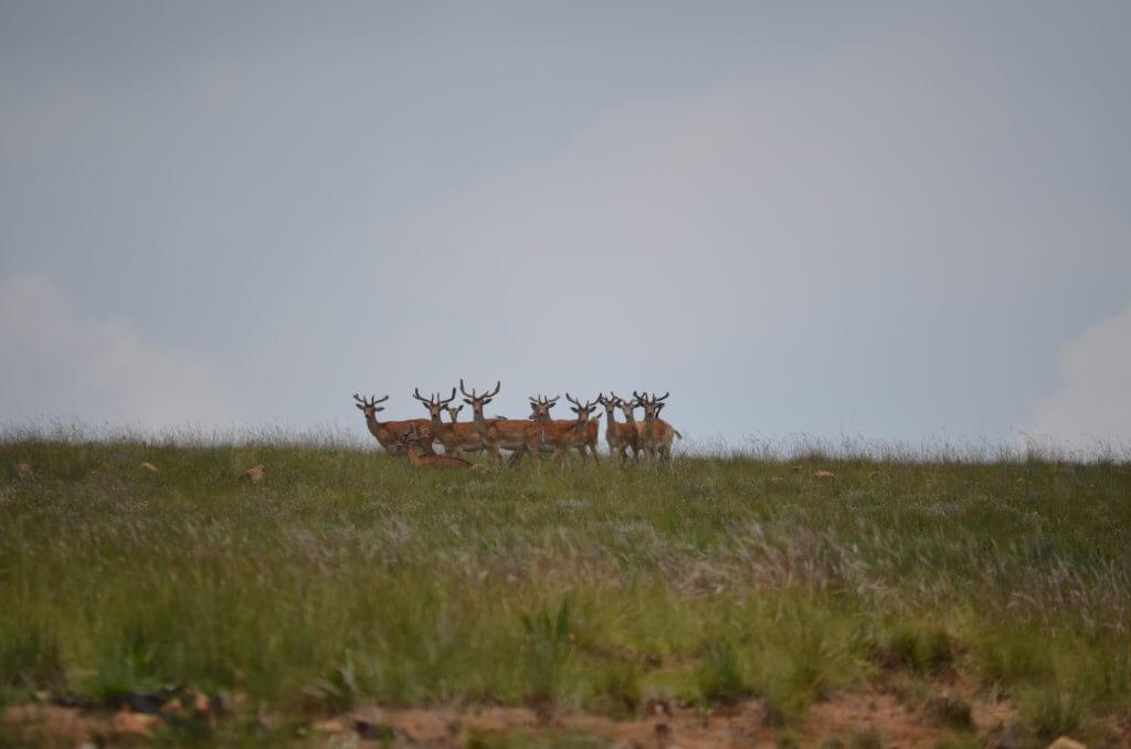fallow deer on uitvlugt ponds game farm in dullstroom