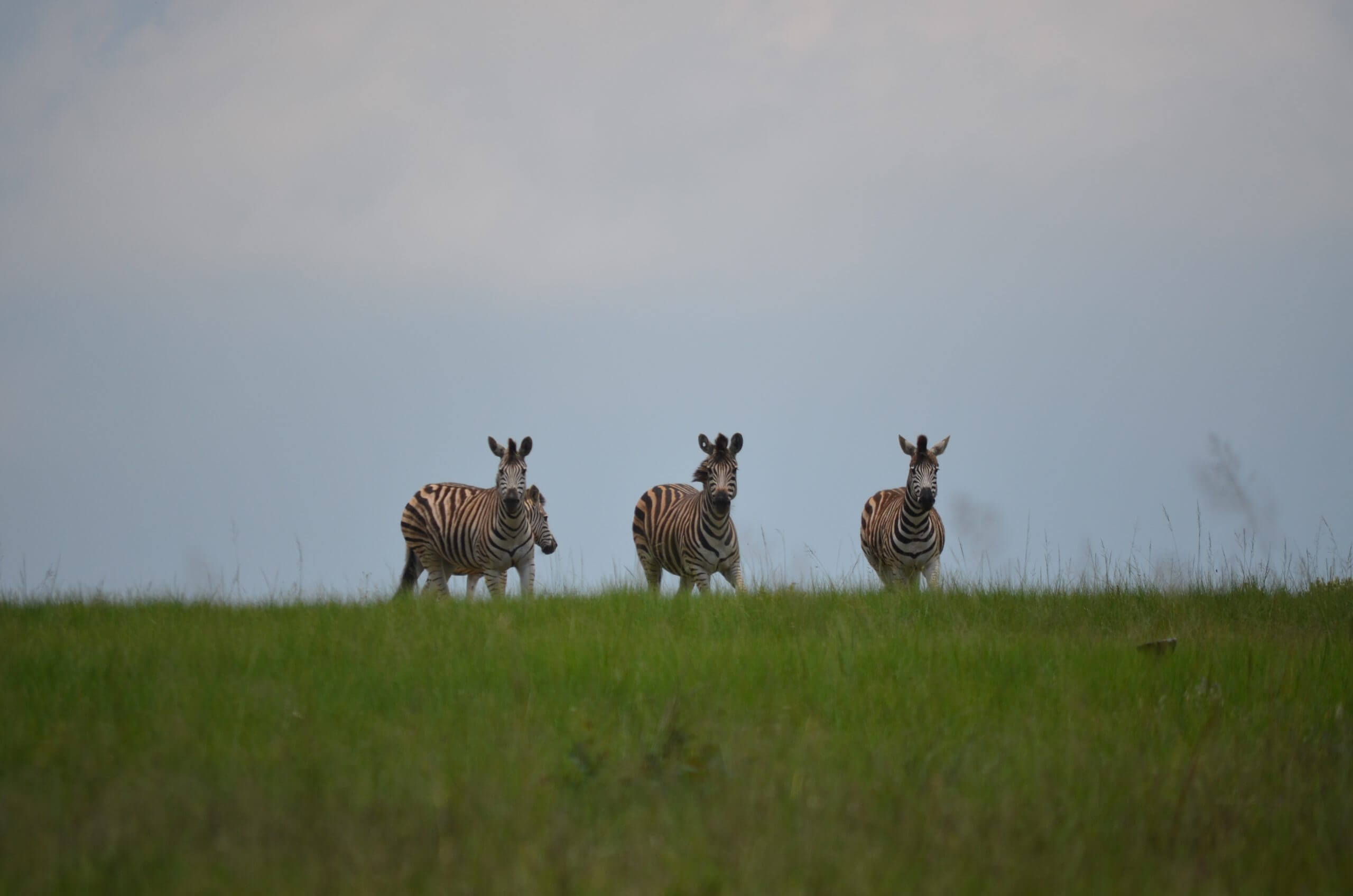 zebras on uitvlugt ponds game farm in dullstroom