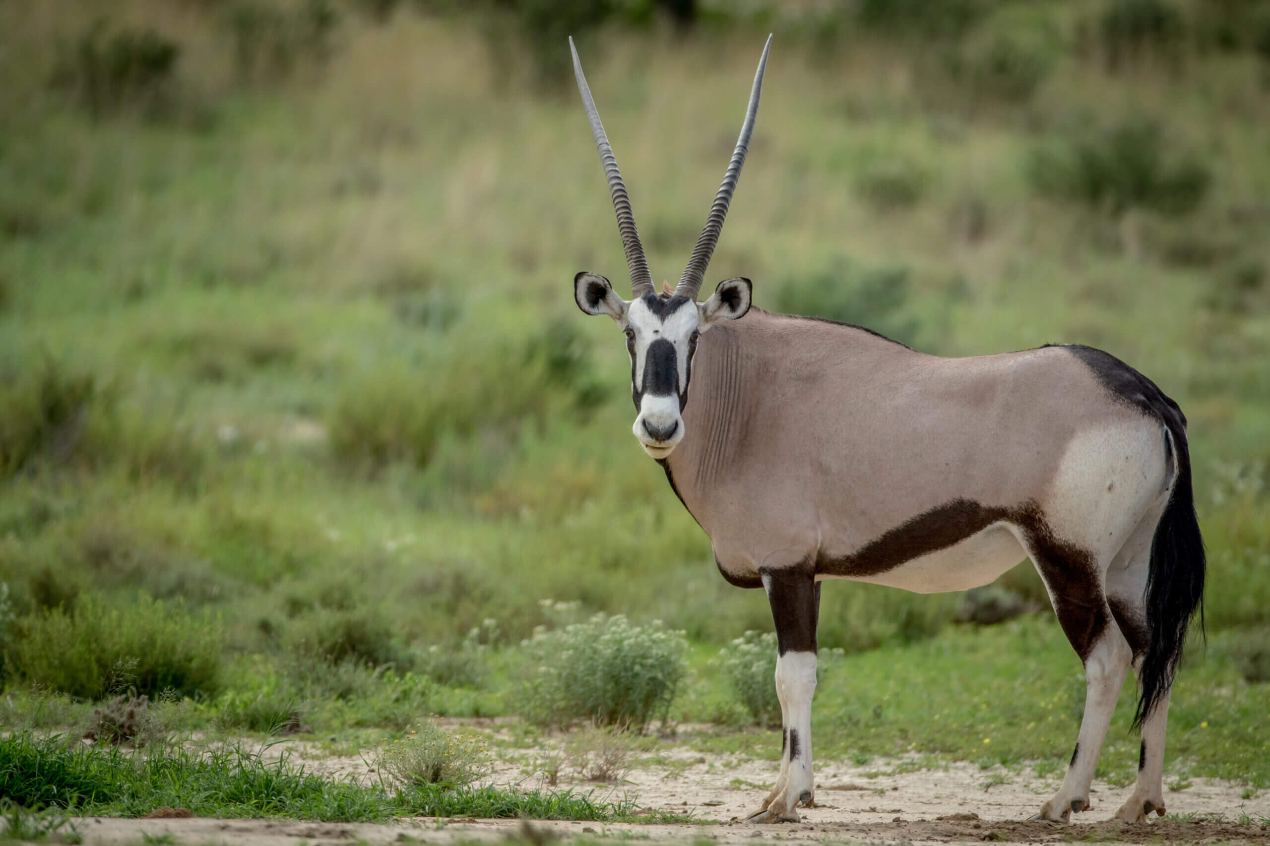 gemsbuck